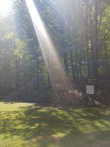 un rayo de luz del sol brillando a través de los árboles en un campo en Ezüstfenyő Hotel, en Telkibánya