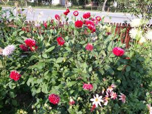 ein Busch voller roter Blumen vor einem Zaun in der Unterkunft Anastasiya in Izky