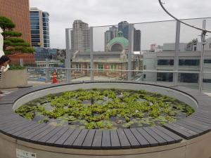 a pond filled with flowers in a city with buildings at Homestay Eve in Seoul