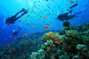 personas nadando sobre un arrecife de coral con peces en Loft Prainha - Arraial do Cabo, en Arraial do Cabo