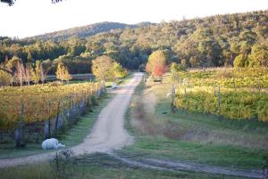a dirt road in the middle of a vineyard at Twisted Gum Vineyard Cottage in Ballandean