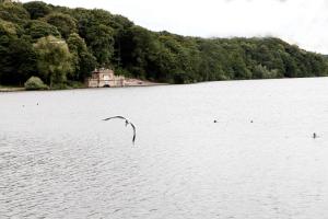a bird flying over a large body of water at Hotel St Pierre, Sure Hotel Collection by Best Western, Newmillerdam, Wakefield in Wakefield