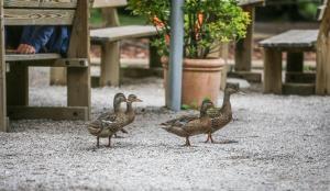 Zwierzęta w apartamencie lub w pobliżu