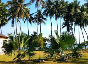a group of palm trees in a field at Lauhata Beach Escape in Liquica