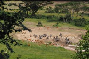 Animale la sau în apropiere de cort de lux