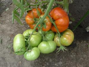 un montón de tomates en una planta en el suelo en B&B De Kleine Wijngaard, en Roggel