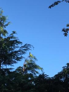 a bird perched on top of a tree at Love & Peace in Orpington