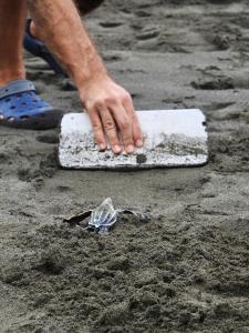 a man is picking up a small turtle in the sand at Casa Grande at Pacuare Reserve in Matina