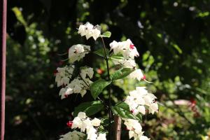 Un jardín fuera de Gurkha Lodge