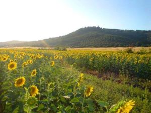 a field of sunflowers with a mountain in the background at Agriturismo Lupo Vecchio in Grosseto