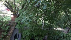 Zahrada ubytování Tabor - Apartments Rozmanova Street
