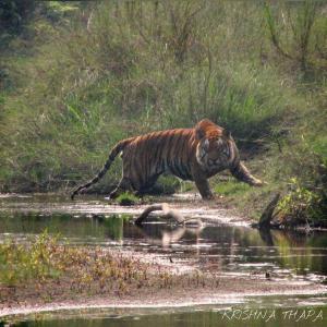 a tiger walking into a body of water with a duck at Hotel Shiva's Dream in Sauraha