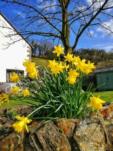 Banda żółtych kwiatów w kamiennej ścianie w obiekcie Neuadd Wen Guest House w mieście Carmarthen