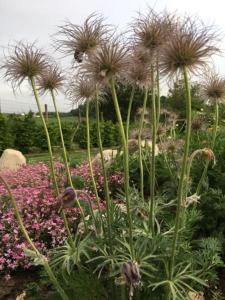 Giardino di B&B Le Piote