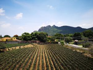 a field of crops with mountains in the background at La Casa del Volcan in Tlayacapan