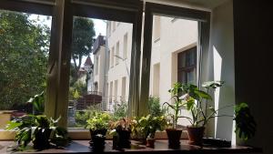 a window with a bunch of potted plants on it at SPOKO Hostel in Gdańsk