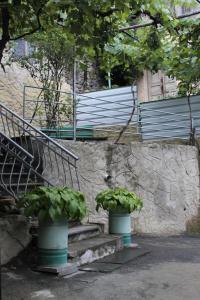 A garden outside mariko