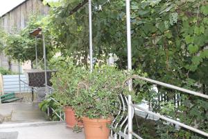 A garden outside mariko