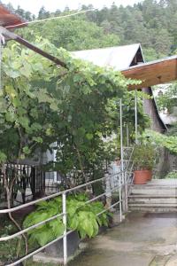 A garden outside mariko