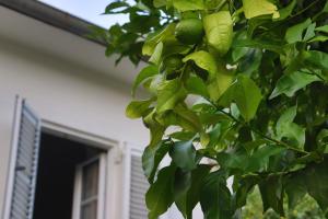 Foto Kotoris asuva majutusasutuse Lemon tree villa galeriist