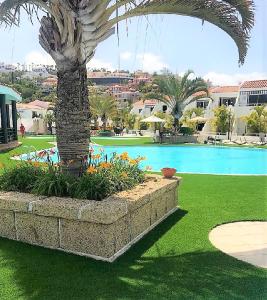 
a garden area with a tree and palm trees at Hotel Malibu Park in Adeje
