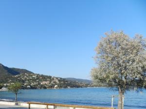 a tree and a bench next to a body of water at Appartement les Pieds dans l'eau ! in Le Lavandou