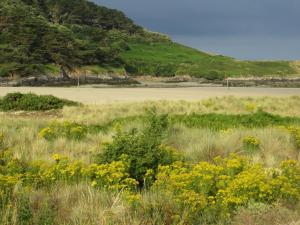 PlomodiernにあるCorentin Cottages - Stewart Morpurgoの手前の黄色い花の草原