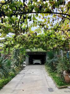 Winehouse外面的花园