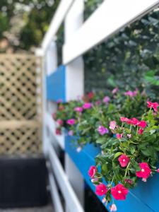 a bunch of pink flowers in a blue planter at Dépendance in San Vito