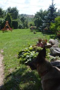 ギジツコにあるAgroturystyka 'Pod dębem'の庭の横の芝生に座る犬
