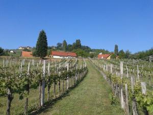 Zdjęcie z galerii obiektu Gästehaus - Camping- Weinhof Radl w mieście Klöch