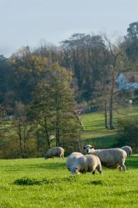 eine Gruppe von Schafen, die auf einem Grasfeld grasen in der Unterkunft The George Inn in Robertsbridge