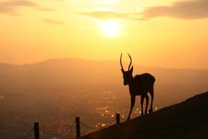 ホテルの敷地内または近くにいる動物