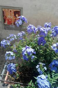 un bouquet de fleurs bleues dans un jardin dans l'établissement Palazzetto Bentivoglio, à Sassoferrato