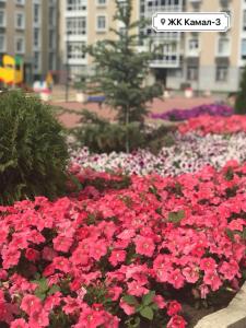 a bunch of pink flowers in a garden at Однокомнатная in Astana