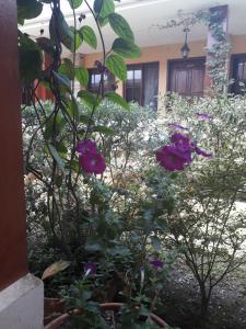 Vrt ispred objekta Posada Gema de Copan