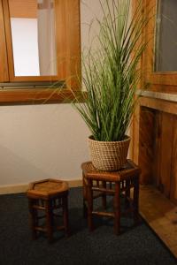 une plante en pot assise sur une table avec deux tabourets dans l'établissement Sunnaschi Appartements - Wohnungen oder gesamt als "Hütte", à Laterns