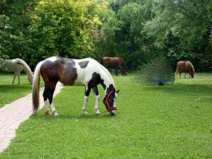 un cavallo che pascola in un prato con altri cavalli di Agriturismo L'Unicorno a Portomaggiore