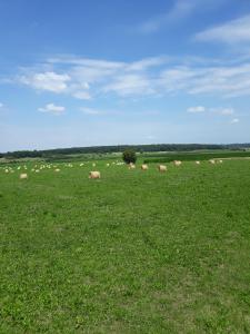 un troupeau d'ovins herbivores dans un champ vert dans l'établissement La Fleur et Le Soleil (F&S), à Durbuy