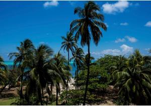 un gruppo di palme su una spiaggia di Edificio Bay Point Apto 402 Punta Hansa a San Andrés