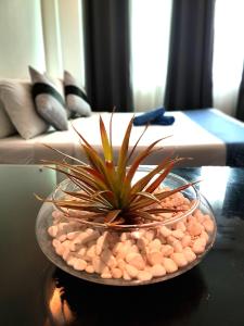 a glass bowl with a potted plant on a table at The ApplePeach House in Legazpi