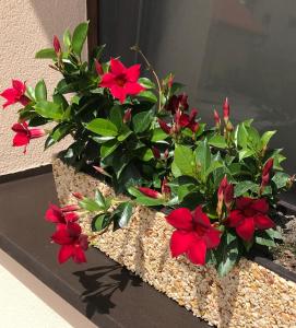 Zahrada ubytování Kristály apartmanok