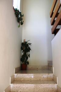 Fotografie z fotogalerie ubytování Apartments Markov Murter v Murteru