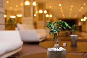 a small plant sitting on a table in a room at The Grand Gloria Hotel in Batumi
