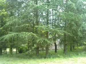 un groupe d'arbres dans un champ avec de l'herbe dans l'établissement Les Cèdres Bleus de Joany, à Viviez