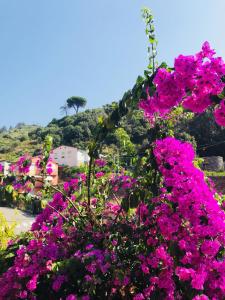 A garden outside Appartamento LE CONCHIGLIE Monterosso al mare