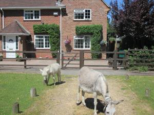 two animals grazing in the grass in front of a house at Hops Annex in Brockenhurst