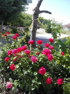 a bush of red roses in front of a tree at Apartment Marijan - Rtina in Rtina
