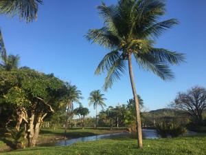 a palm tree standing next to a river at Blue Marlin Resort&Spa in Parnamirim