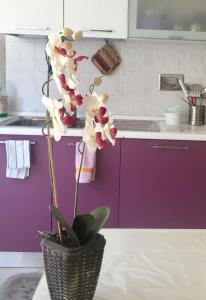 a potted plant sitting on a counter in a kitchen at My House for Florence, Airconditioned - Easy Parking in Scandicci
